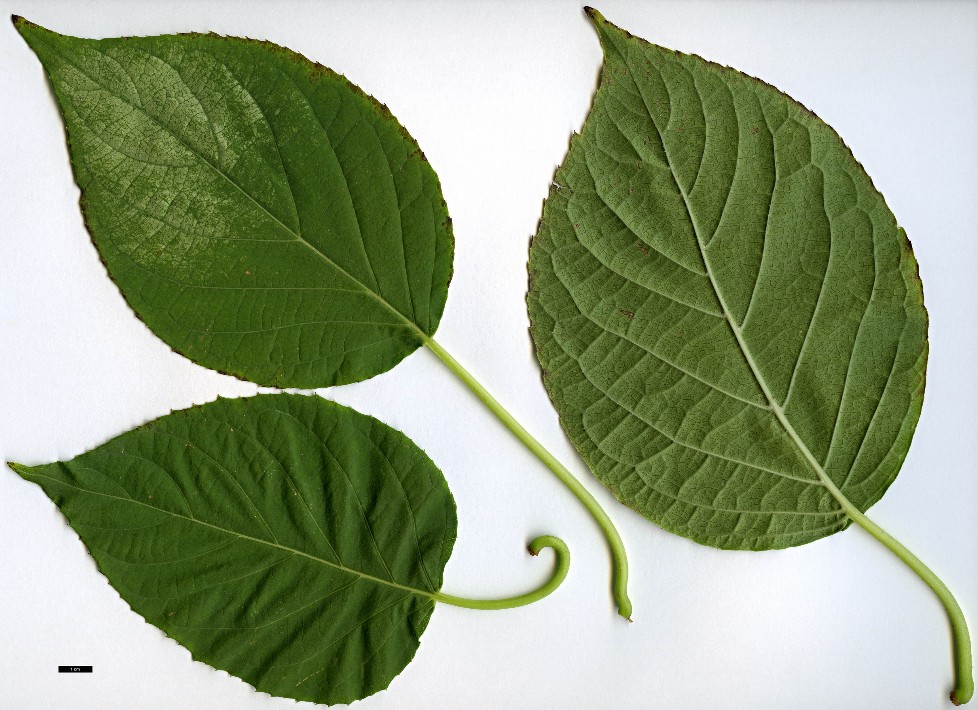 High resolution image: Family: Actinidiaceae - Genus: Actinidia - Taxon: polygama